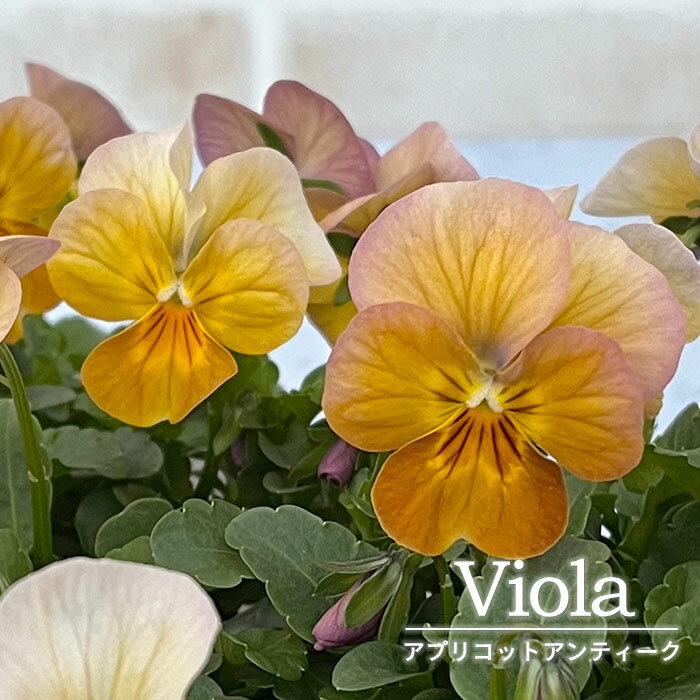 【予約販売】ビオラ アプリコットアンティーク 10.5cmポット h&l 花苗 ガーデニング hlv 11月下旬以降発送のサムネイル