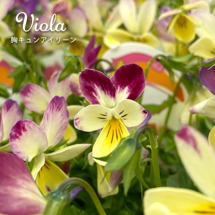 ビオラ 胸きゅんアイリーン 9cmポット ウサギ型 見元園芸オリジナルビオラ 花苗 ガーデニングのサムネイル