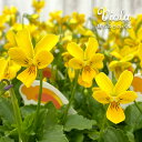【予約販売】 ビオラ 晴れの日のパル 9cmポット ウサギ型 見元園芸オリジナルビオラ 花苗 ガーデニング mmt 11月中旬以降発送