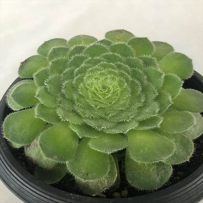 多肉植物 アエオニウム 明鏡 4号鉢 観葉植物 インテリア murのサムネイル