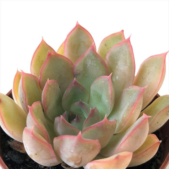 多肉植物 エケベリア オリオン 6.5cmポット 観葉植物 インテリア grfのサムネイル