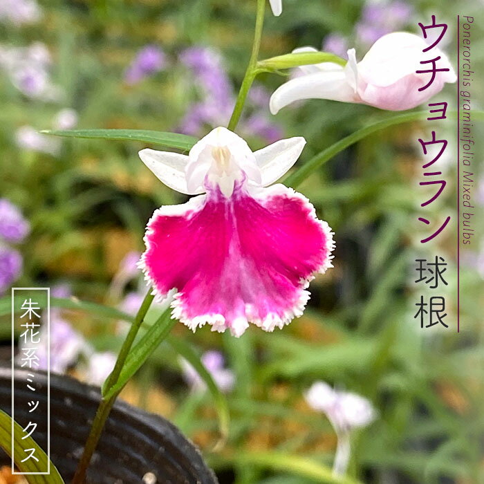 【予約販売】送料無料 ウチョウラン 朱花系 ミックス球根 山野草 5球 福袋 羽蝶蘭 うちょうらん bio 2月下旬以降発送のサムネイル