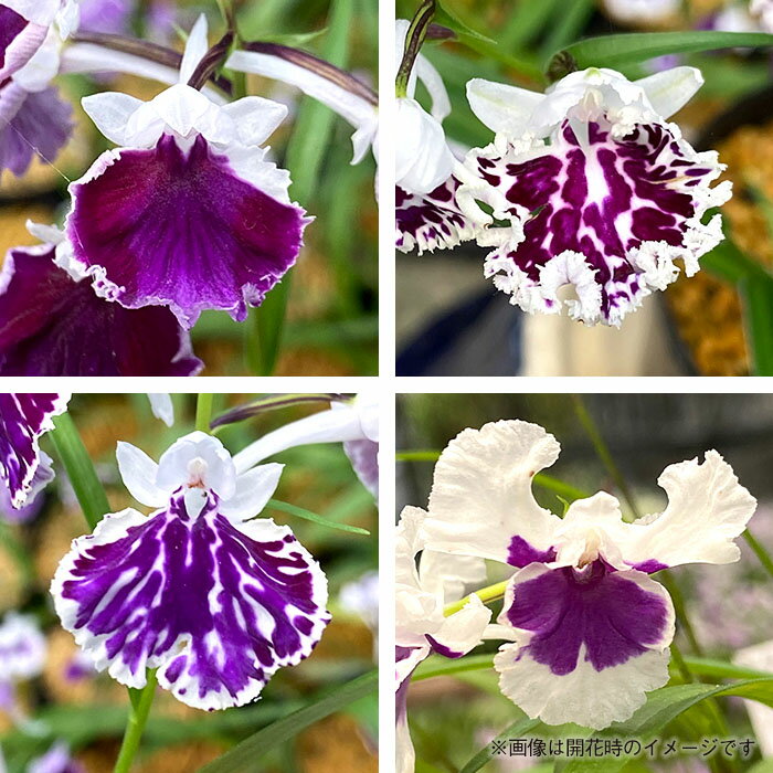 �ڤޤ�ʤ�ͽ�����ڡۡ�ͽ�����������̵�� �����祦��� �Ȱ������������ �ߥå����庬 5�� ������ ʡ�� ��ĳ�� �����礦��� bio 2��ܰʹ�ȯ��