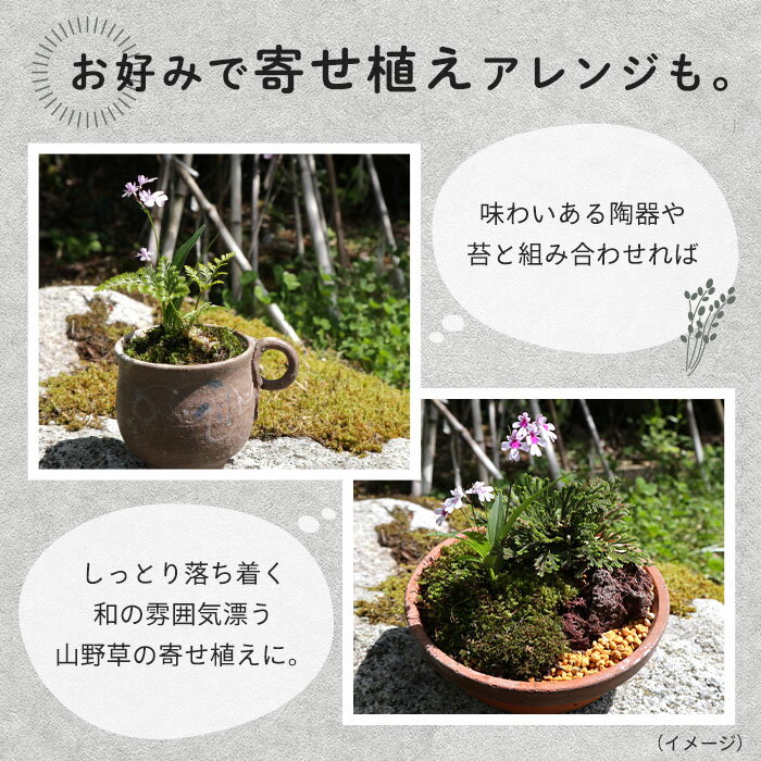 �ڤޤ�ʤ�ͽ�����ڡۡ�ͽ�����������̵�� ������ɥ� �ԥ󥯰������۲� �庬 3�� ������ ����ɥ� ����Ļ bio 2��ܰʹ�ȯ��