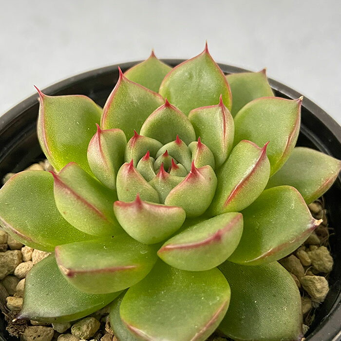 多肉植物 エケベリア ホムラヒメ 9cmポット 観葉植物 インテリア yos