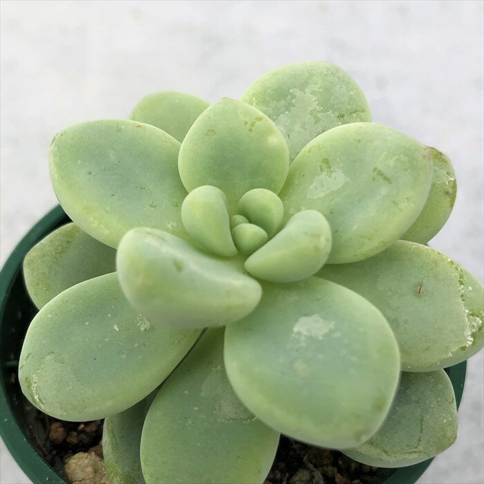多肉植物 セダム ロッティー 6cmポット 観葉植物 インテリア ssfのサムネイル