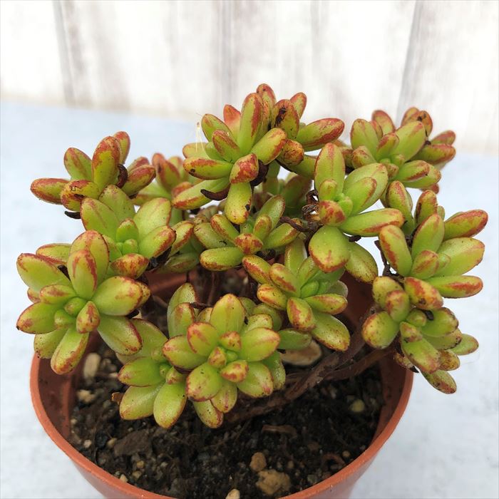 多肉植物 アエオニウム 小人の祭り 6.5cmポット 観葉植物 インテリア grfのサムネイル