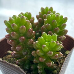 https://thumbnail.image.rakuten.co.jp/@0_mall/latestplants/cabinet/goq015/4664_1.jpg