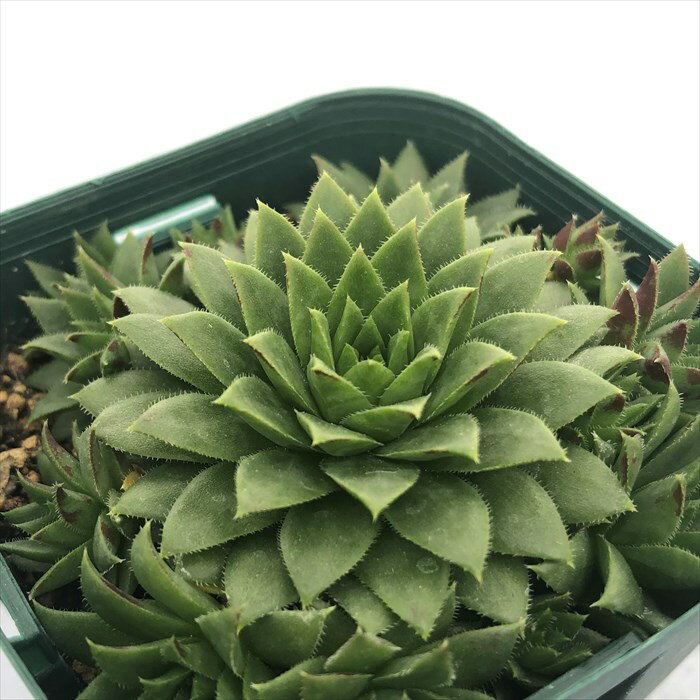 多肉植物 センペルビウム SPN-11 7.5cmポット 観葉植物 インテリア siz