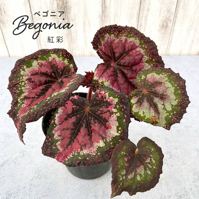 乐天商城 - 【予約販売】 レックスベゴニア 紅彩 3.5号ポット ベゴニア 鉢花 インテリアグリーン インドアグリーン zil 6月中旬以降発送