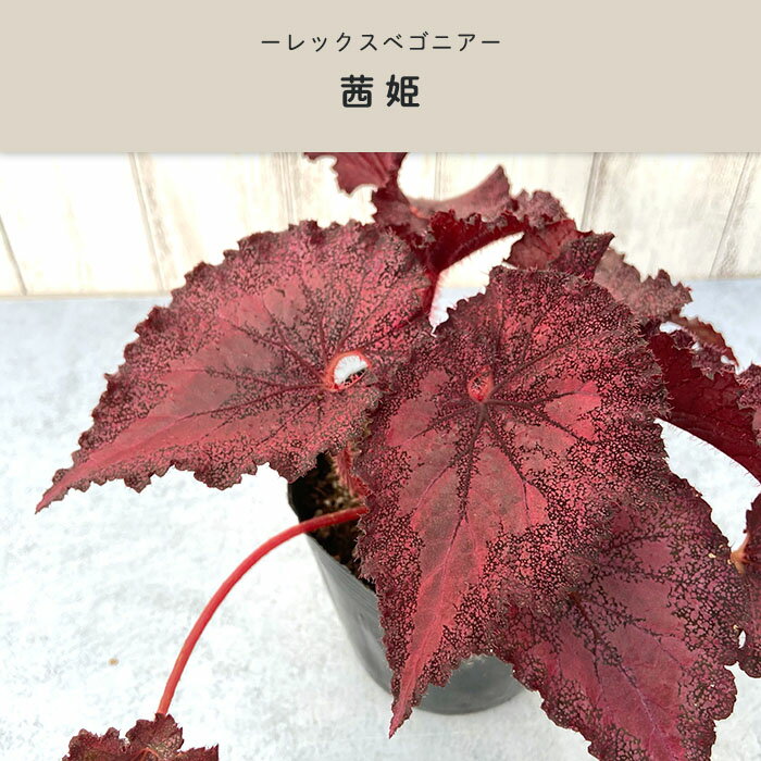 【予約販売】 レックスベゴニア 茜姫 3.5号ポット ベゴニア 鉢花 インテリアグリー...