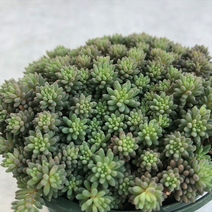 多肉植物 セダム ヒスパニカムプルプレア 8cmポット 観葉植物 インテリア ssfのサムネイル
