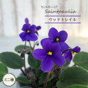 【予約販売】 セントポーリア ウッドトレイル 3号鉢 トレイル種 鉢花 インテリアグリーン ogr 6月中旬以降発送