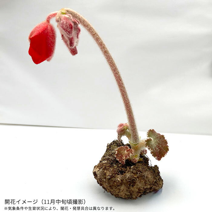 【予約販売】 原種ベゴニア フロエベリイ B.froebelii 3.5号ポット 球根 ベゴニア ...