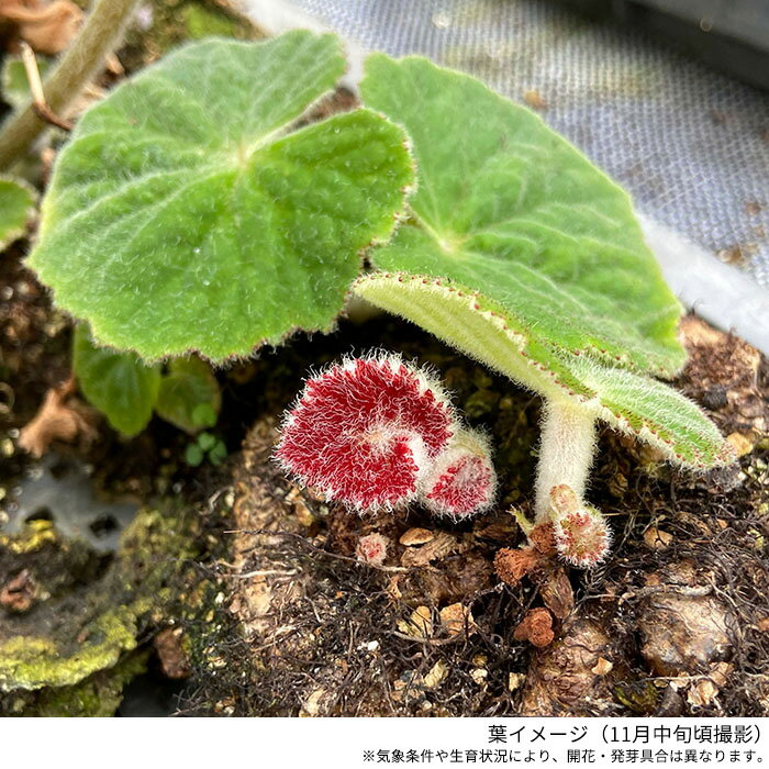 ��ͽ������� ����٥��˥� �ե����٥ꥤ B.froebelii 3.5��ݥå� �庬 �٥��˥� ����ƥꥢ���꡼�� ����ɥ����꡼�� zil 3����ܰʹ�ȯ��