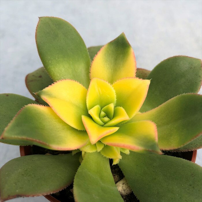 多肉植物 アエオニウム 夕映え 6.5cmポット 観葉植物 インテリア grfのサムネイル