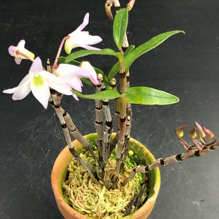 花物セッコク【開花見込株】紫紅墨 2.5号鉢 石斛 古典植物 山野草 kih