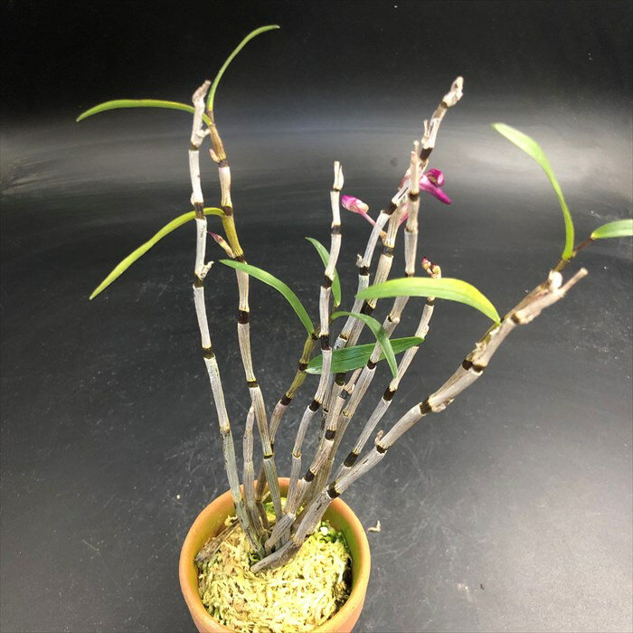 花物セッコク【開花見込株】速玉 2.5号鉢 石斛 古典植物 山野草 kih