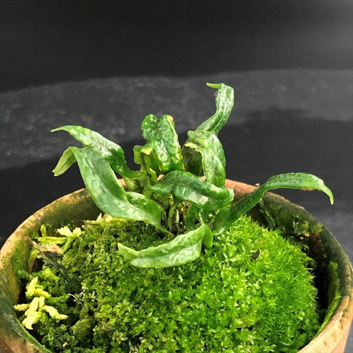 【現品販売】軒忍 黒龍 2.5号鉢 ノキシノブ 古典植物 シダ植物 山野草 kih