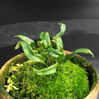 【現品販売】軒忍 黒龍 2.5号鉢 ノキシノブ 古典植物 シダ植物 山野草 kih