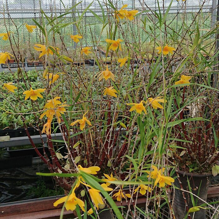 竹葉石斛 2.5号鉢 セッコク 古典植物 山野草 kihのサムネイル