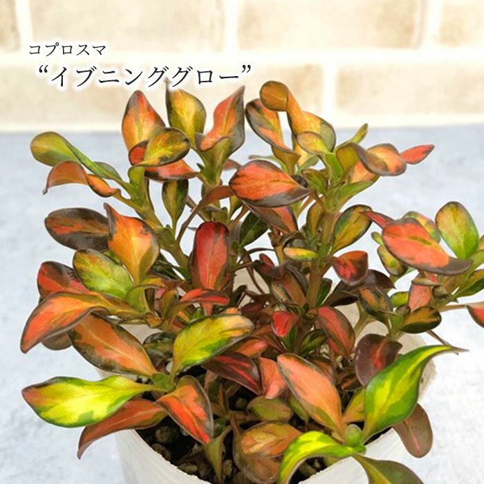 【予約販売】コプロスマ イブニンググロー 7.5cmロングポット 花苗 ガーデニング nod 3月上旬以降発送のサムネイル