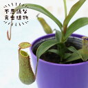 【予約販売】食虫植物 ネペンテス グラシリス 3.5号鉢 不思議な食虫植物 観葉