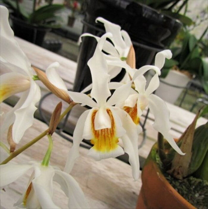 乐天商城 - 【予約販売】 洋ラン【開花見込株】セロジネ メモリア オカミ シンジュクNo.7 10.5cm素焼き鉢 洋蘭 インテリア yam 6月上旬以降発送