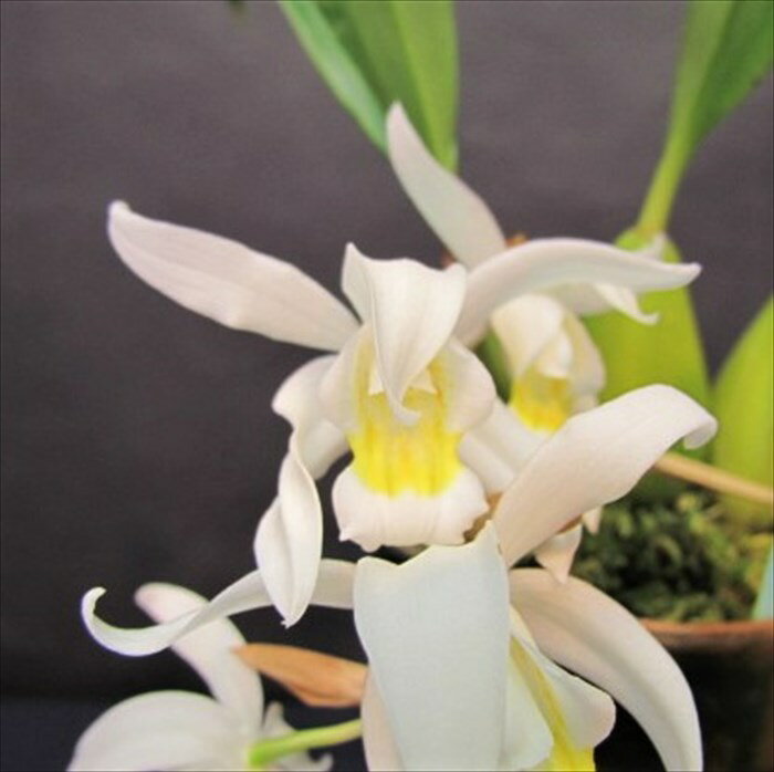 乐天商城 - 【予約販売】 洋ラン【開花見込株】セロジネ モッシアナ ’ポートランド’ 原種 10.5cm素焼き鉢 洋蘭 インテリア yam 6月上旬以降発送