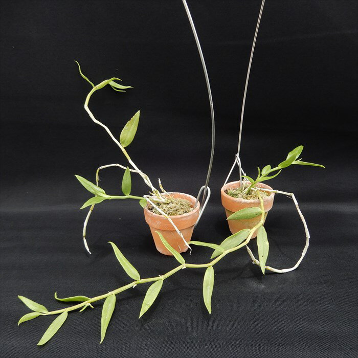 ��ͽ������� �Υ��ڳ��ָ������ۥǥ�ɥ��ӥ��� �ǥ�ɥ��ӥ塼�� sp ���� ���� 6cm�ǾƤ�ȭ ���� ����ƥꥢ yam 3����ܰʹ�ȯ��