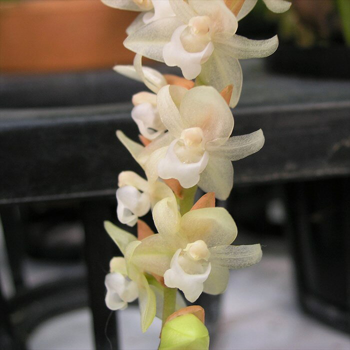 乐天商城 - 【予約販売】 洋ラン【開花見込株】セロジネ ホリドータ シネンシス 原種 7.5cm素焼き鉢 チャイネンシス 洋蘭 インテリア yam 6月上旬以降発送