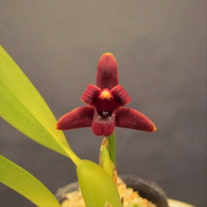 【予約販売】 洋ラン【開花見込株】マキシラリア バリアビリス ’ブラックベリー’ 原種 7.5cm素焼き鉢 洋蘭 インテリア yam 3月中旬以降発送