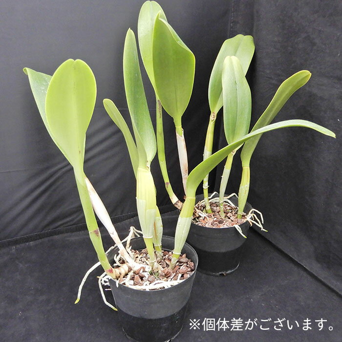 【予約販売】洋ラン【開花見込株】リンコレリオカトレア ラッキー チャーミダス スズ 4号鉢 洋蘭 インテリア tuk 6月上旬以降発送