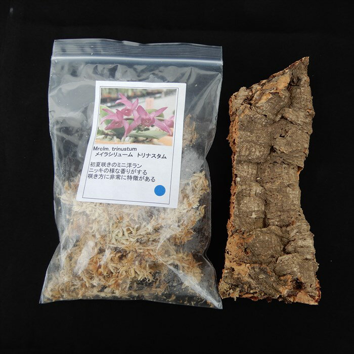 【予約販売】 洋ラン メイラシリューム トリナスタム 原種【開花見込小株】水苔・板付きキット 袋入り 洋蘭 インテリア yam 11月上旬以降発送のサムネイル