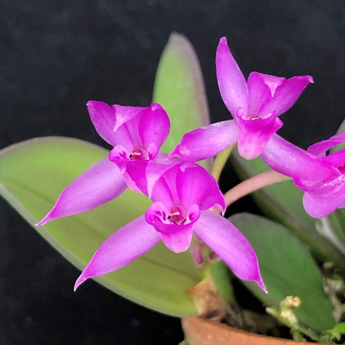 【予約販売】 洋ラン メイラシリューム トリナスタム 原種【開花見込小株】水苔 袋入り 洋蘭 インテリア yam 11月上旬以降発送のサムネイル