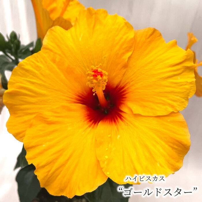 Hibiscus - 【予約販売】 ハイビスカス ゴールドスター 5号 鉢植え tyo 7月上旬以降発送