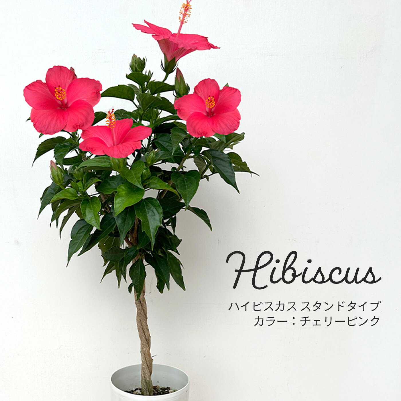 Hibiscus - 送料無料 ハイビスカス チェリーピンク スタンドタイプ 6号 鉢植え インテリア sdh