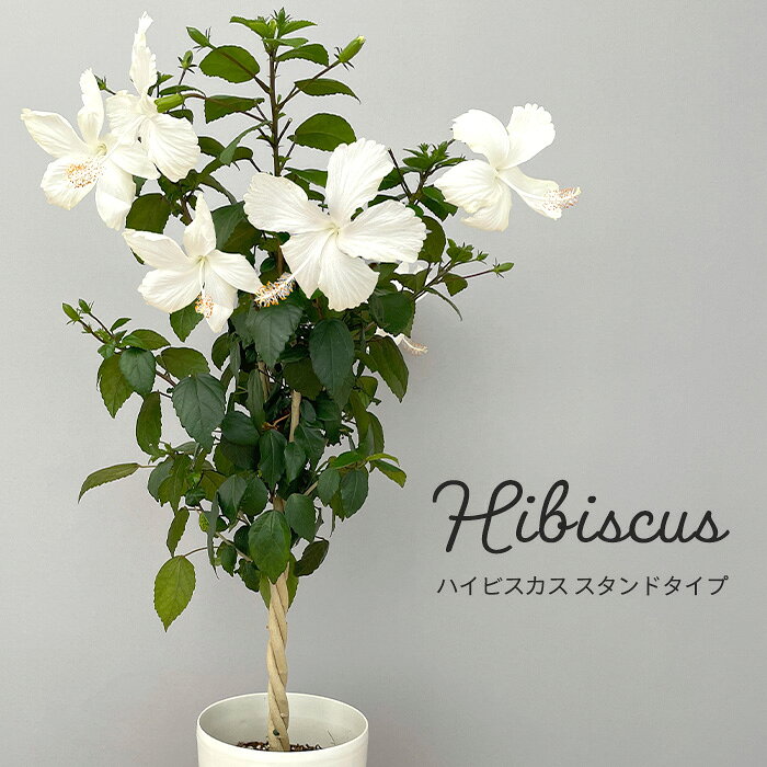 Hibiscus - 送料無料 ハイビスカス ホワイト スタンドタイプ 6号 鉢植え インテリア sdh