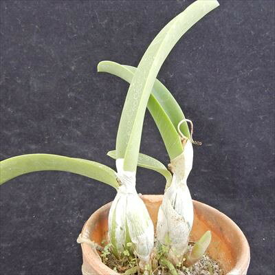 洋ラン【開花見込株】ミニカトレア ミユキ リトル キング Slc. Miyuki Little King...