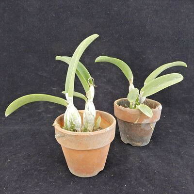洋ラン【開花見込株】ミニカトレア ミユキ リトル キング Slc. Miyuki Little King...