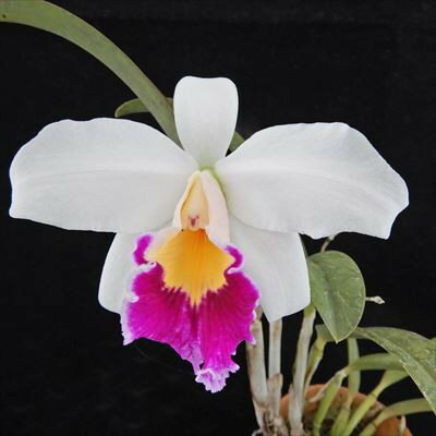 洋ラン【開花見込株】ミニカトレア プリプリ ユキ Lc.Pri Pri ’Yuki’ 7.5cm素焼き鉢 9cmプラ鉢 9cmポッ..