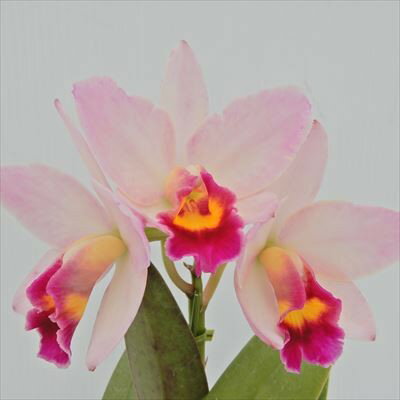 洋ラン【開花見込株】ミニカトレア ジャパニーズビューティー ’さくら姫’ 7.5cm素焼き鉢 9cmプラ鉢 9cmポット 洋蘭 インテリア efm