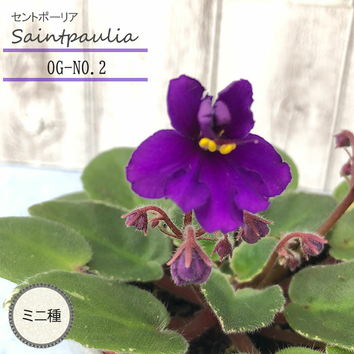 【予約販売】 セントポーリア OG-NO.2 3号鉢 ミニ種 鉢花 インテリアグリーン ogr 3月下旬以降発送