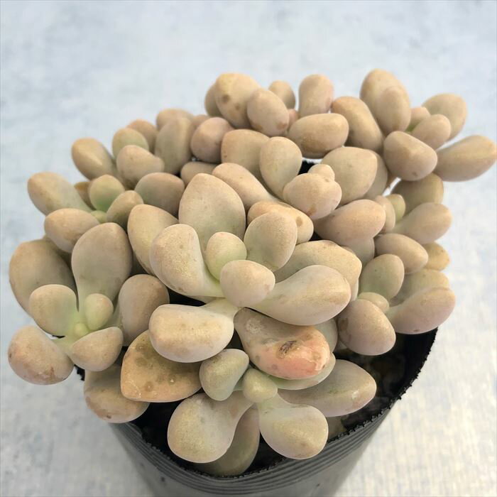 多肉植物 グラプトペタルム ダルマ秋麗 7.5cmポット 観葉植物 インテリア kwaのサムネイル