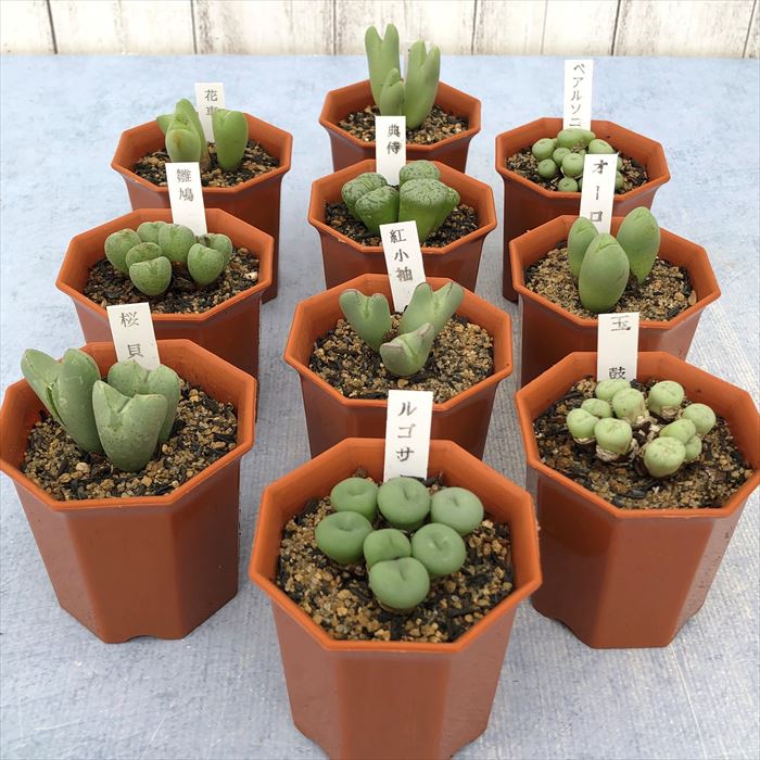 多肉植物 コノフィツム おまかせ4個セット 観葉植物 インテリアのサムネイル