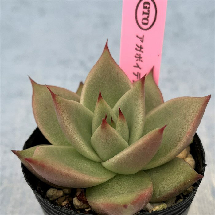 多肉植物 エケベリア アガボイデス 実生 6cmポット 観葉植物 インテリア GTOのサムネイル