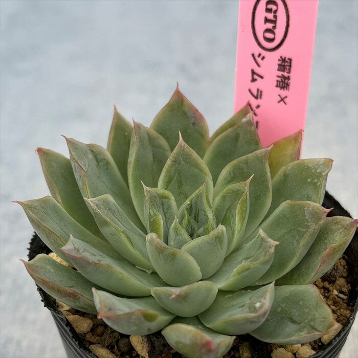多肉植物 エケベリア 霜椿×シムランス ラグナサンチェス 6cmポット 観葉植物 インテリア GTOのサムネイル