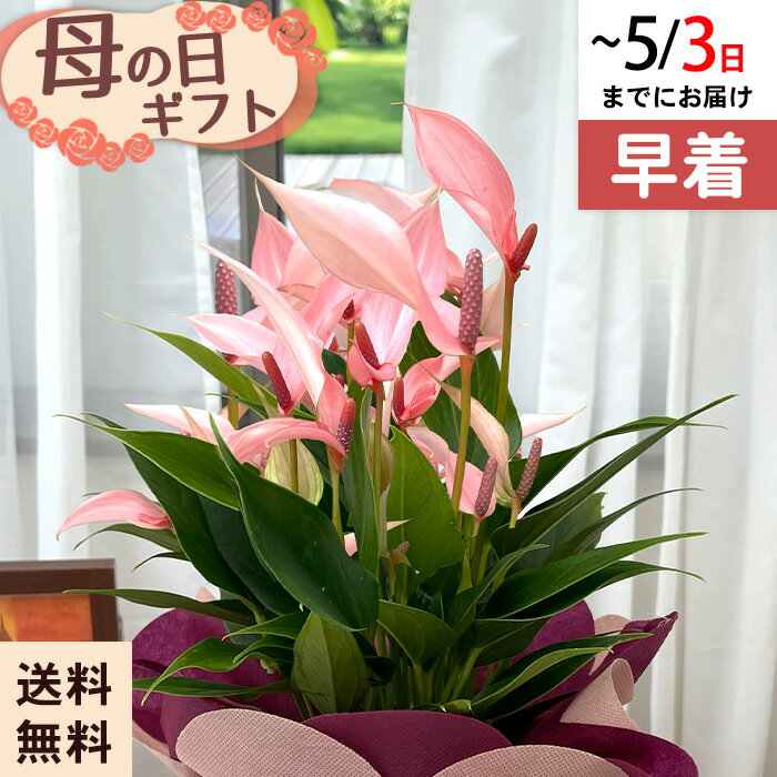 乐天商城 - ◆早割◆【GWにお届け！早着】【直接渡せる】母の日 ギフト アンスリウム リリー 4.5号鉢 鉢花 プレゼント 送料無料