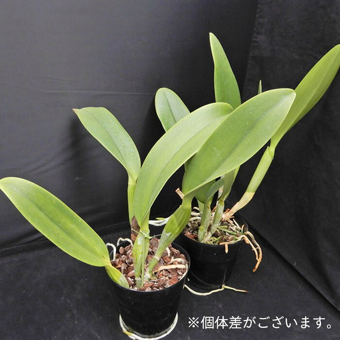 【予約販売】洋ラン【開花見込株】カトレア ブランケット レギネ 4号鉢 洋蘭 インテリア tuk 6月上旬以降発送