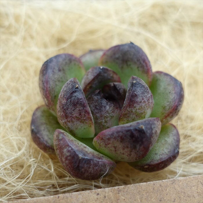 多肉植物 エケベリア ブラックローズ 韓国苗 抜き苗 カット苗 約3.5cm tpsのサムネイル